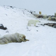 Illustration for article titled Polar Bears Have Invaded A Russian Town—Again
